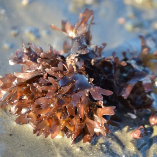 Chondrus crispus other