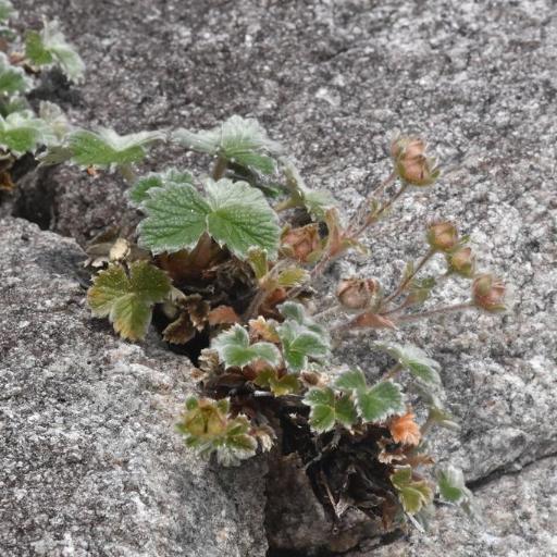 Potentilla villosa — houseplant care guide