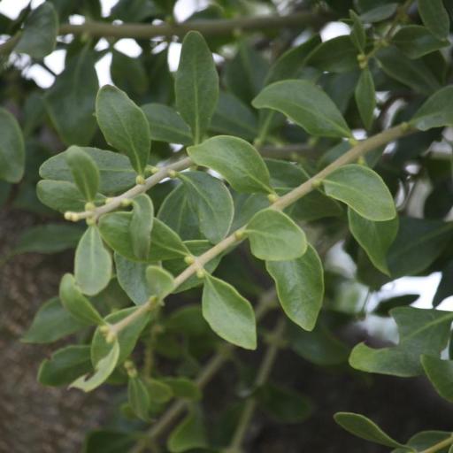 Tupeia antarctica other