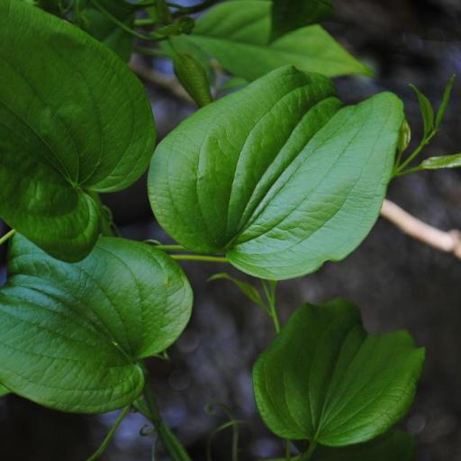 Smilax pulverulenta other