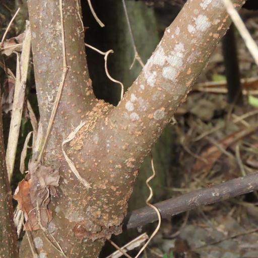 Maesa perlaria other