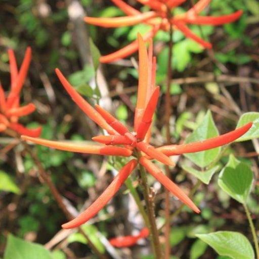 Erythrina leptorhiza — houseplant care guide