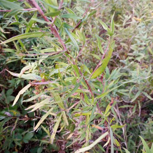 Symphyotrichum praealtum — search result for 'Symphyotrichum'