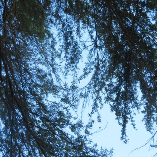 Kunzea robusta other