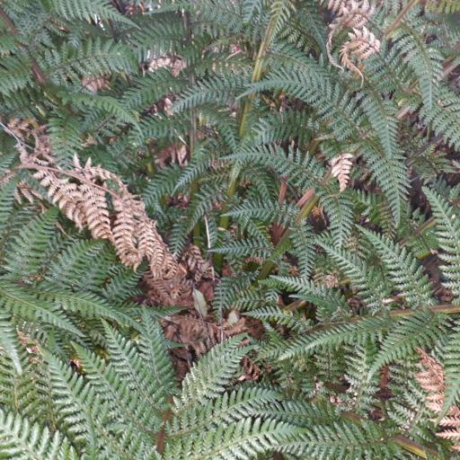 Dicksonia fibrosa other