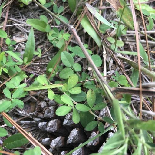 Lespedeza repens other