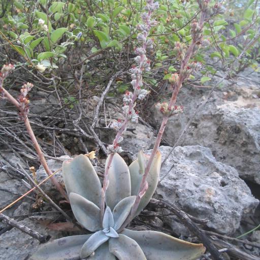 Thompsonella minutiflora other