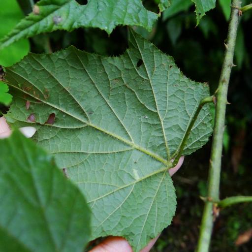 Rubus lambertianus — houseplant care guide
