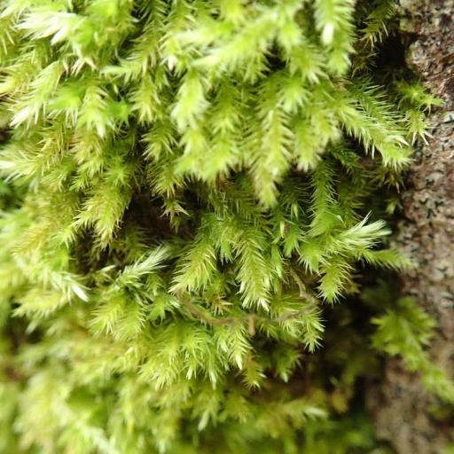 Homalothecium fulgescens — related species from the same genus