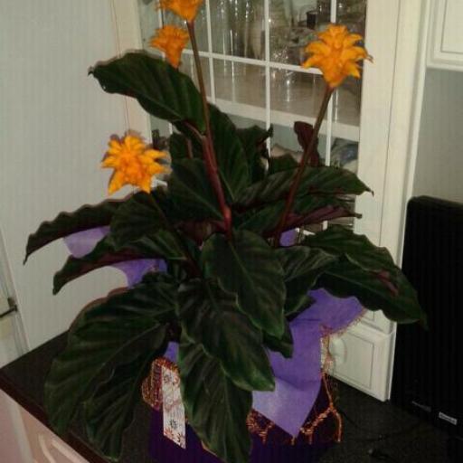 Goeppertia crocata other