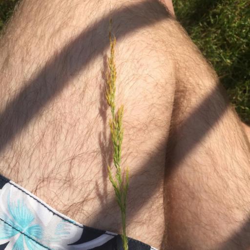 Limnodea arkansana — houseplant care guide