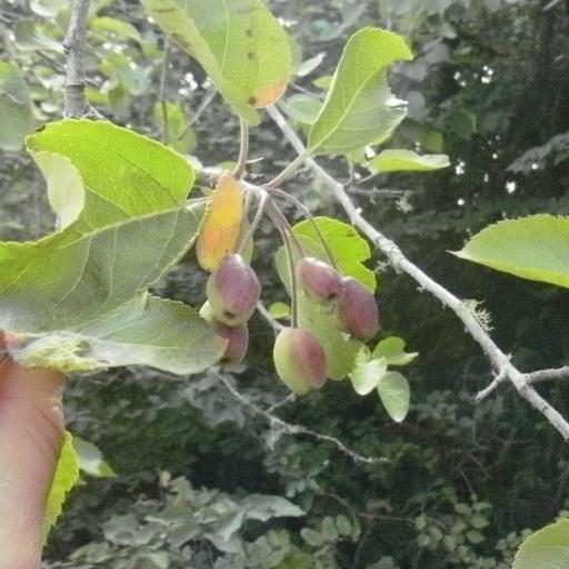 Malus fusca other