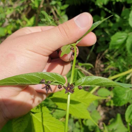 Vincetoxicum scandens other
