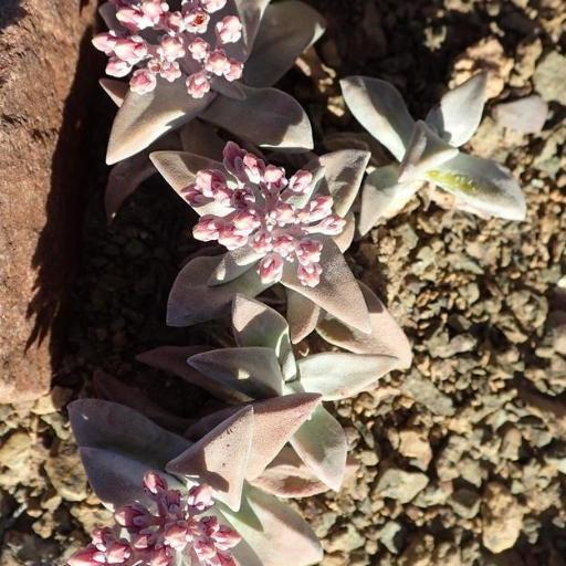 Crassula deltoidea other