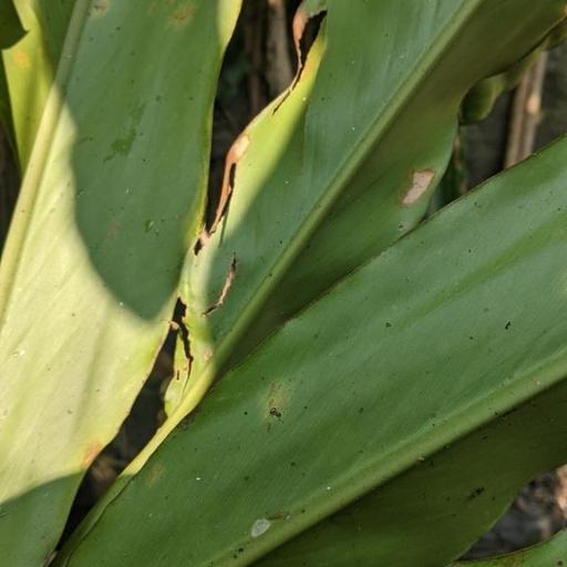 Alpinia uraiensis other