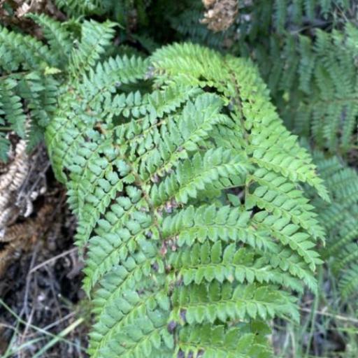 Polystichum proliferum other