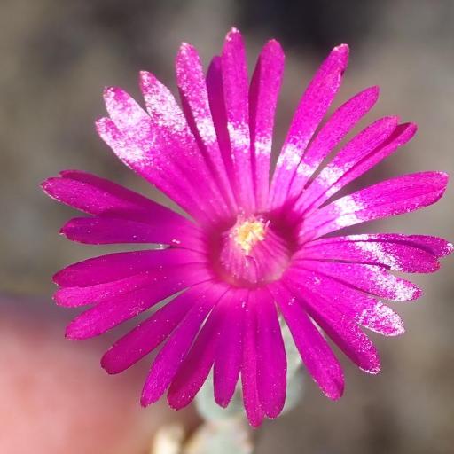 Delosperma neethlingiae other