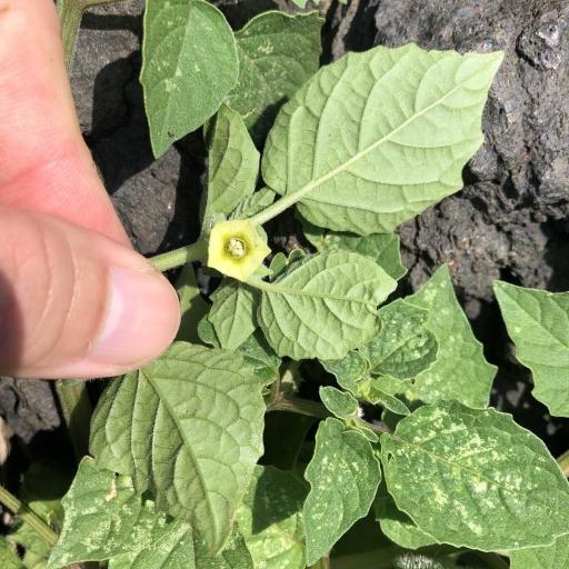 Physalis lagascae other