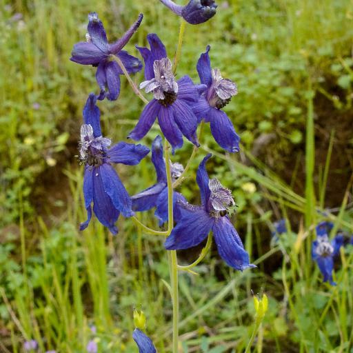 Delphinium hesperium other