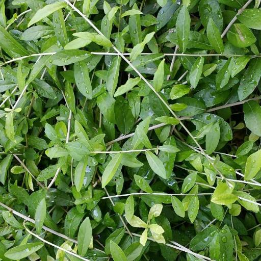 Tarlmounia elliptica other