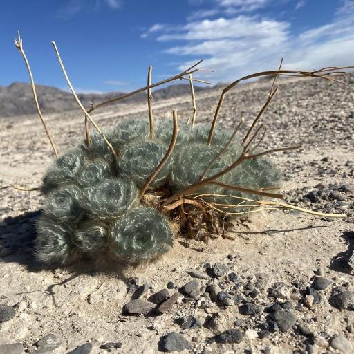 Arctomecon californicum — related species from the same genus