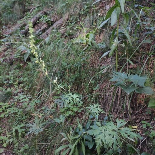 Aconitum barbatum — related species from the same genus