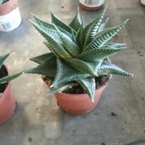 Haworthiopsis limifolia — difficulty difficulty houseplant