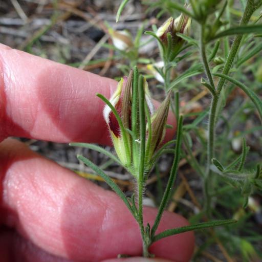 Cordylanthus tenuis other