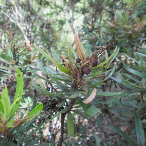 Comarostaphylis polifolia other