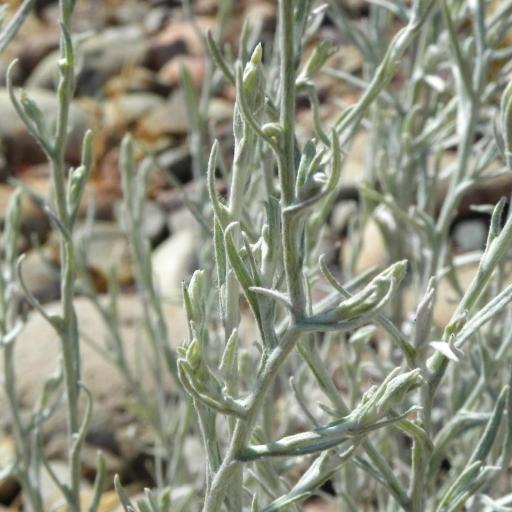 Pseudognaphalium beneolens other