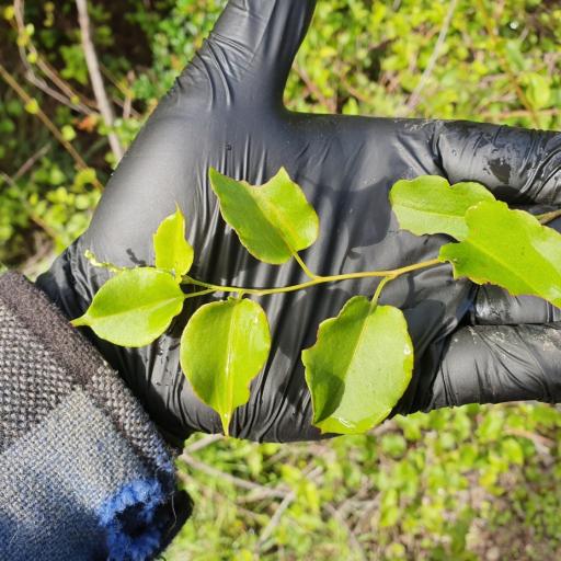 Muehlenbeckia australis other