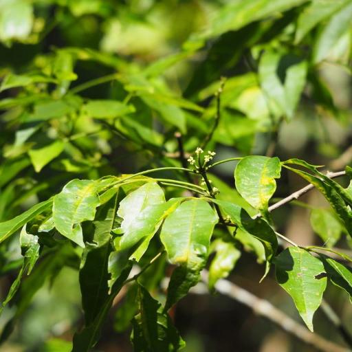Melicope pteleifolia other
