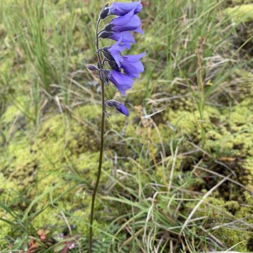 Polemonium villosum other