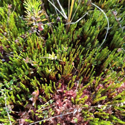 Polytrichum strictum other