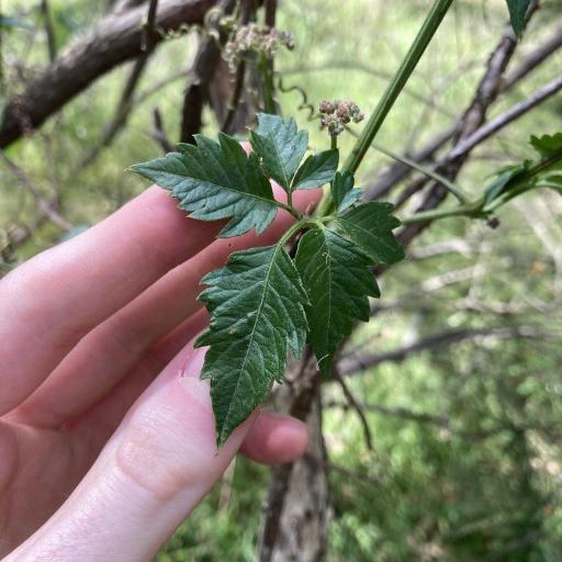 Causonis clematidea — related species from the same genus