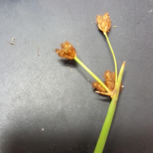 Schoenoplectus acutus other