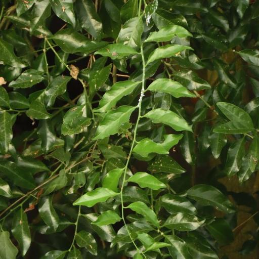 Champereia manillana — houseplant care guide