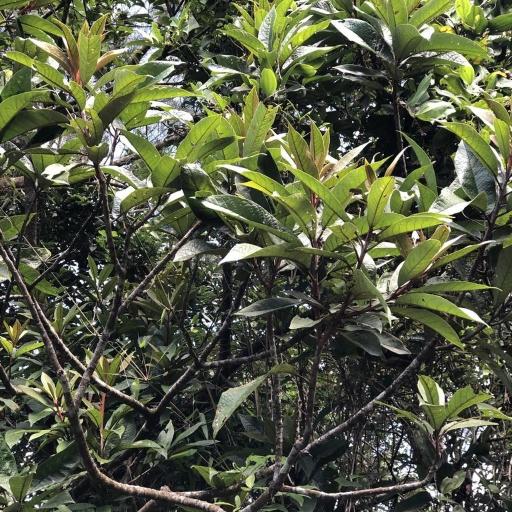 Symplocos glauca other