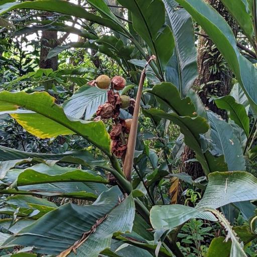 Alpinia uraiensis — search result for 'Alpinia'