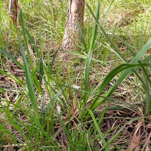 Dianella amoena other