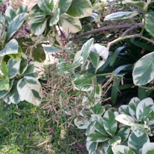 Ceodes brunoniana — houseplant care guide