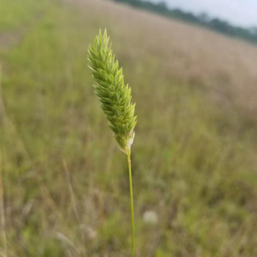 Phalaris caroliniana — search result for 'Phalaris'