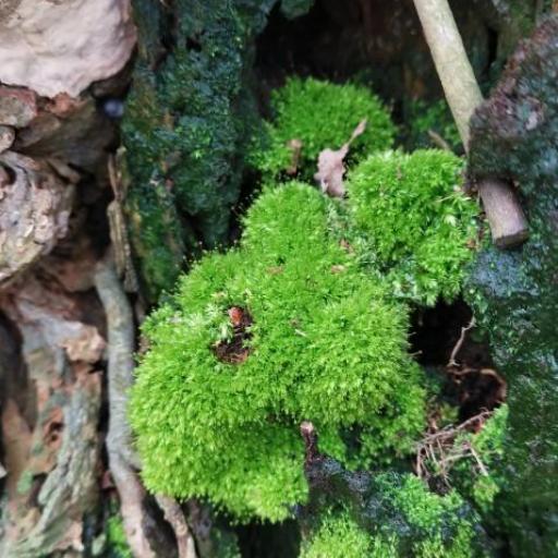 Aulacomnium androgynum — houseplant care guide