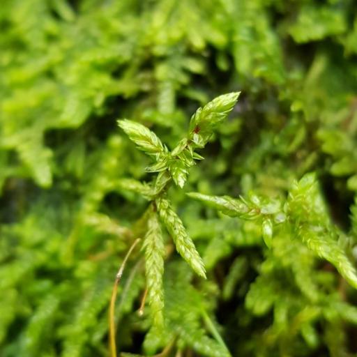 Pleurozium schreberi — houseplant care guide