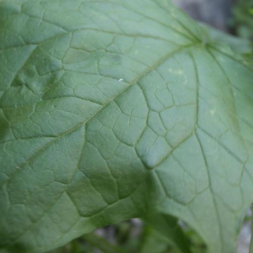 Chenopodiastrum simplex other