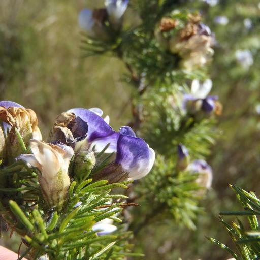 Psoralea speciosa other