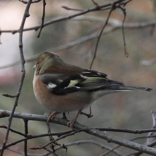 Nabalus altissimus other