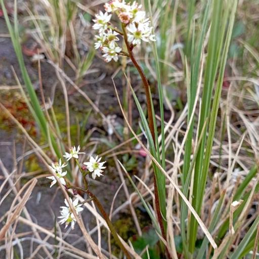 Micranthes nelsoniana — houseplant care guide