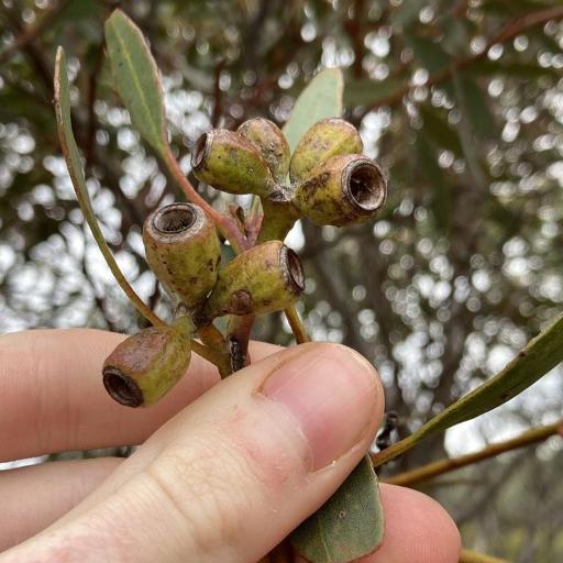 Eucalyptus incrassata other