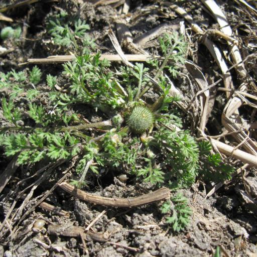 Soliva anthemifolia other